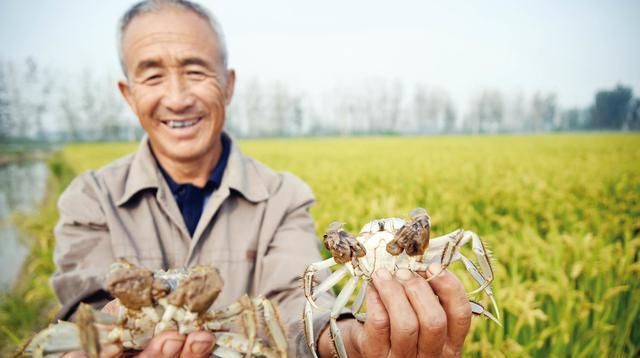 稻田■稻田除了种水稻，还可以开沟养这些东西，让农民的利润增加不少
