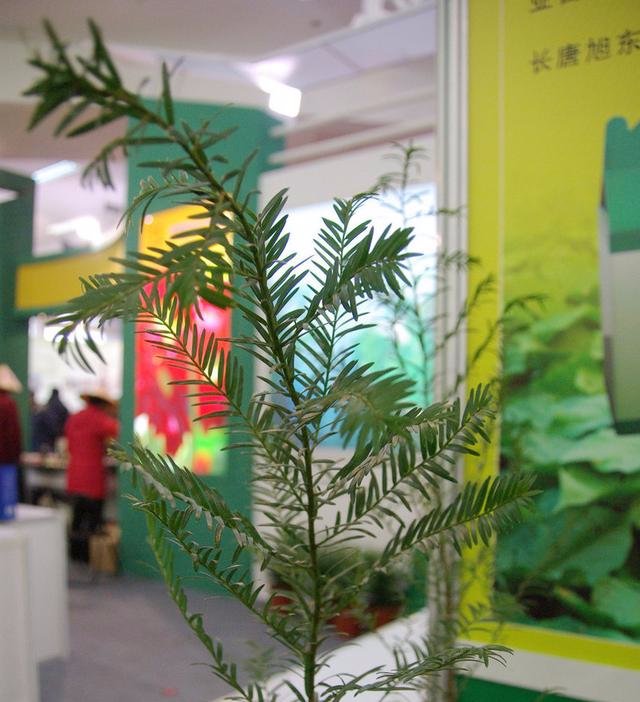  耷拉的现象|夏天盆栽红豆杉叶子容易耷拉？详解解决办法，叶子挺立才容易开花