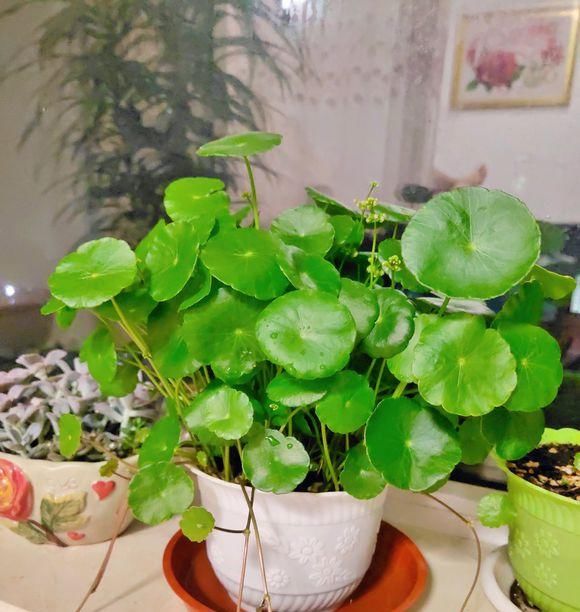  【新芽】买回来的铜钱草，学学栽种小技巧，叶子新芽蹭蹭长，30天长爆盆