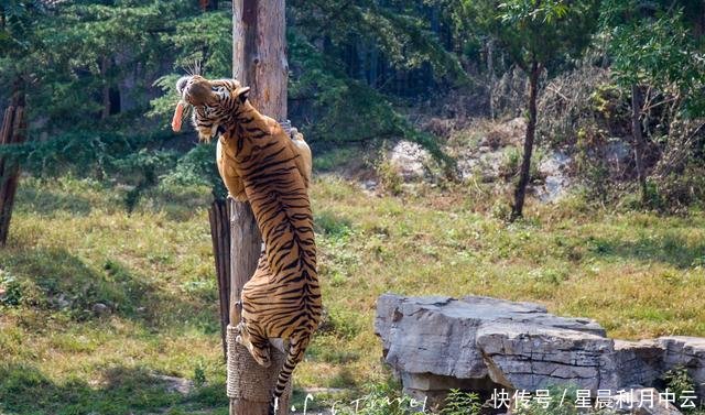 国庆带娃去哪里济南野生动物世界最全最实用游览攻略！赶紧收