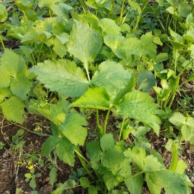 「山野菜」东北大山里的山野菜,你见过的有几种,能说出来吗