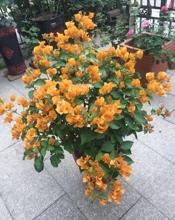 「暗斑夕阳红」这13种三角梅被称“开花机器”小苗就不断开花,适合阳台盆栽