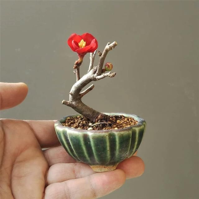 开花■掌上开花，真好看！