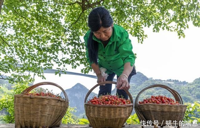  [桃种植基地]贵州黔西：深山樱桃甜