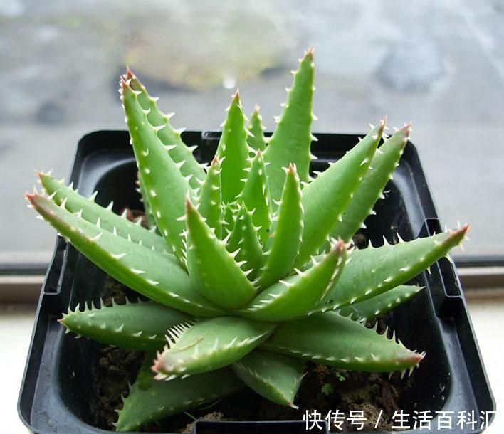  『缺一不可』卫生间里养什么花卉？此3种盆栽吸收异味效果赞，缺一不可！