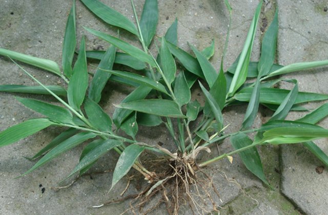  「除掉」农村若遇“此物”，请别除掉，珍惜它，因为当前价值极