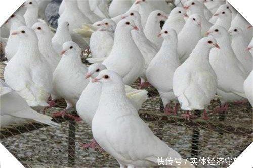  创业者|养殖为农村创业者打开创业之路，这三个养殖很稳妥，可考