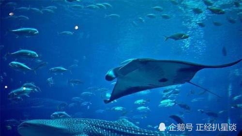 世界第一的水族馆住着鲸鲨和鲸鱼，安检程序无比严格