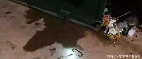 女孩买银环蛇被咬身亡卖家否认卖蛇给她 快递称不知是毒蛇