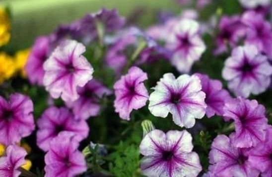  『开得』“2种”矮牵牛，花瓣多、花色艳，一盆比一盆开得旺，花朵开不断