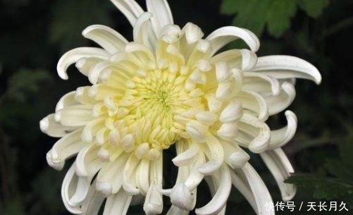 『波斯菊』春天在家养花,就选这几款小花,好养易爆盆,花期一到开成花海