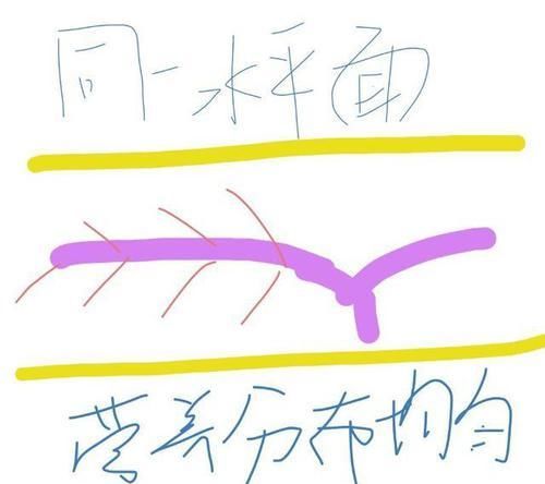  『营养』什么叫月季横拉？月季横拉的枝条开花后如何修剪？