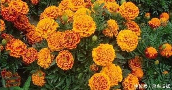  「寿菊种」万寿菊，不仅观赏价值高，还可食用，除此之外别的作用你知道吗？