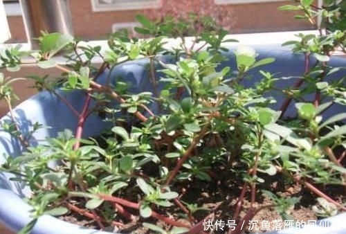 「黄豆营养水」不要嫌弃马齿觅廉价,按照2点要求做,轻松养成千元老桩盆景