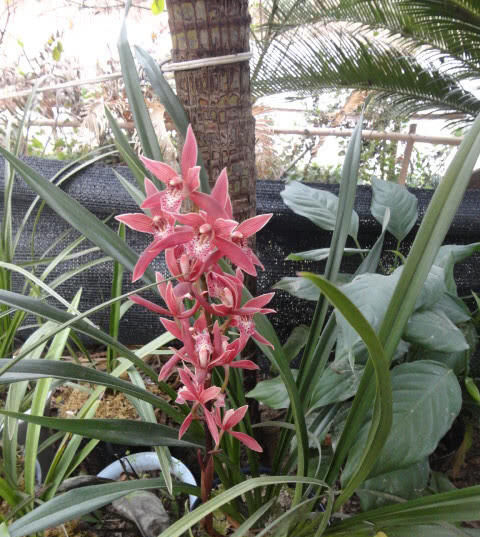  「兰花」最喜庆的兰花，花开几个月，花香可“绕梁三日”不散！