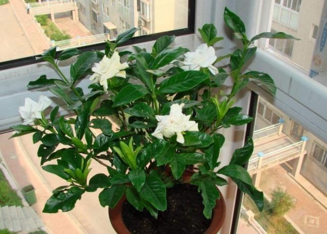 【栀子花】养殖栀子花该如何繁殖?水培扦插3步走,可保早日生根发芽