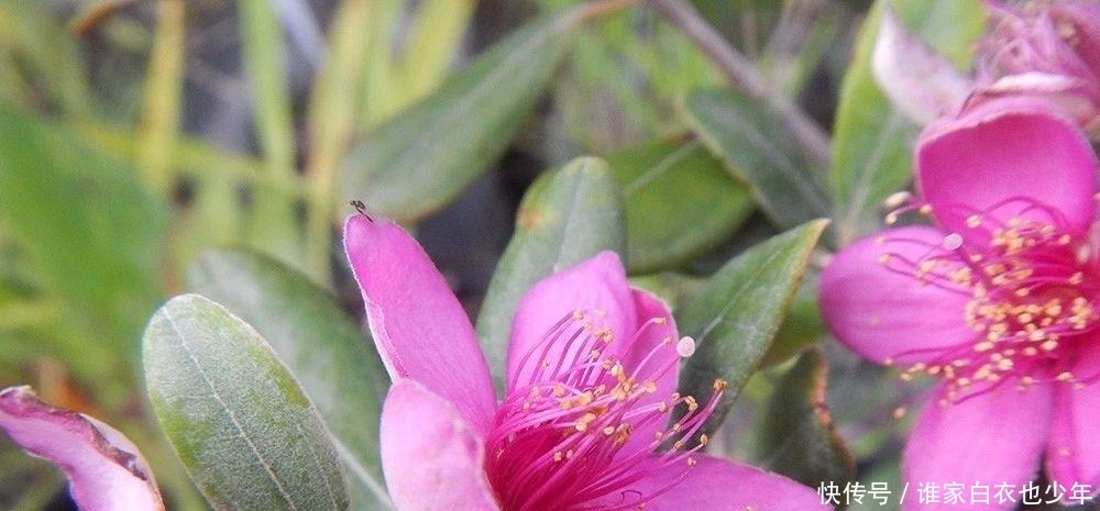 就特别|山上随处可摘到的捻子,果实黑透才好吃,种院子开花特好看