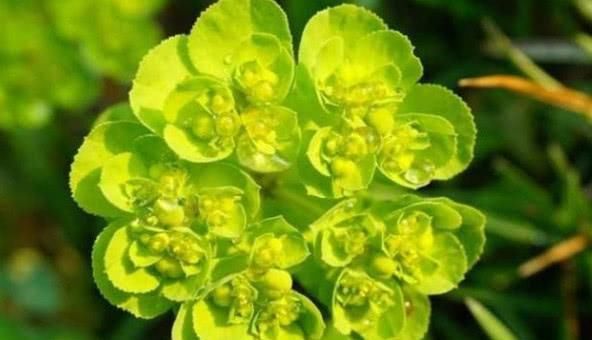 农村有种野草叫黄金叶，从前不受农民待见，如今却发现其价值珍贵