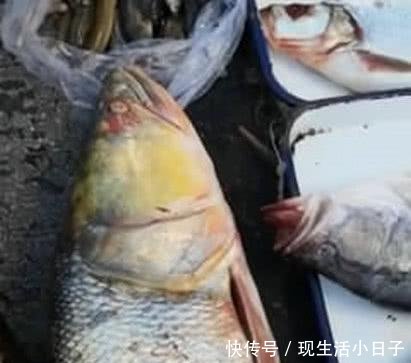 市内公园，竟钓起长江“水老虎”，能长到三百斤！