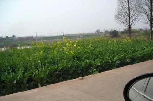 【放生】钓友说这种鲤鱼长得丑,又不好吃,害得我将它们全部放生