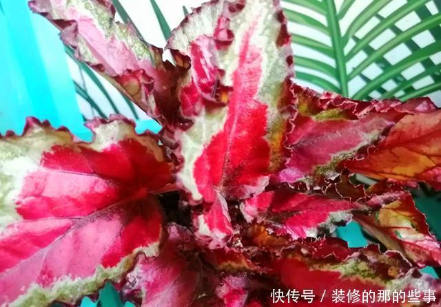 适合■这观叶植物美貌不输矾根,比矾根更耐阴,适合室内养护