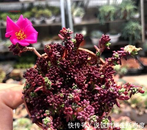 『像太阳花』多肉紫米粒,繁殖最容易,一粒变一群,3个月溢出盆