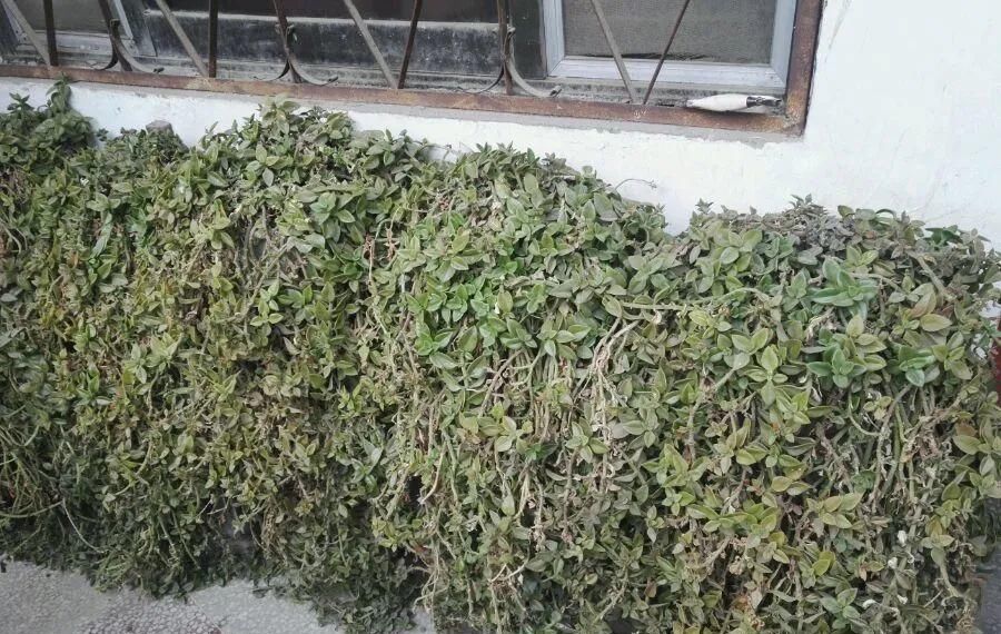【慎养】这花要慎养,每年砍掉3麻袋,照样蹭蹭长!
