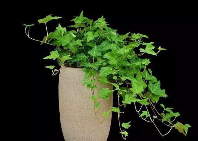  【阳光】常青藤，扦插1个枝，一年长一大片，没有阳光、浇点水也能长爆盆