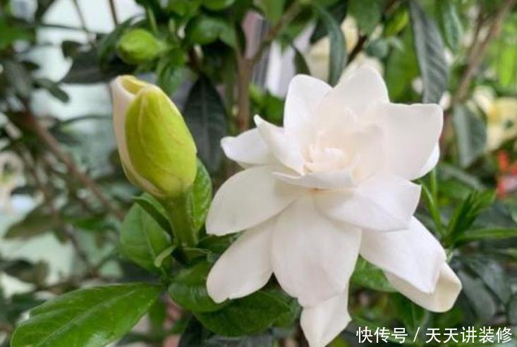 「卧室」3种花,最适合养卧室,释放氧气助睡眠,一觉睡到天亮