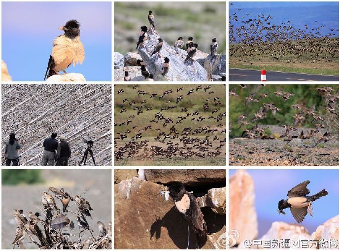  「纪录片」4000亿蝗虫肆虐印巴，我国人民19年前养鸡斗蝗的纪录