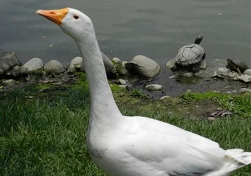  [适合]在农村养鹅最适合多久卖一次？