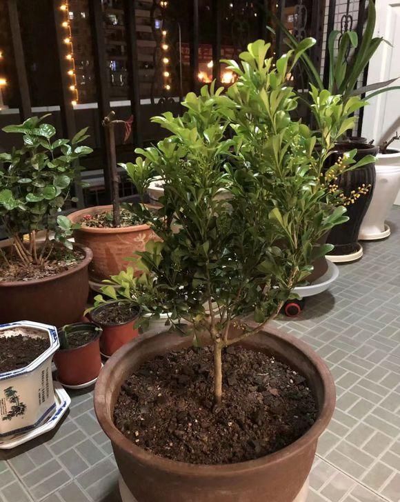  #绿萝#网红植物“凤尾竹”，能净化空气？别花冤枉钱，还不如养盆绿萝