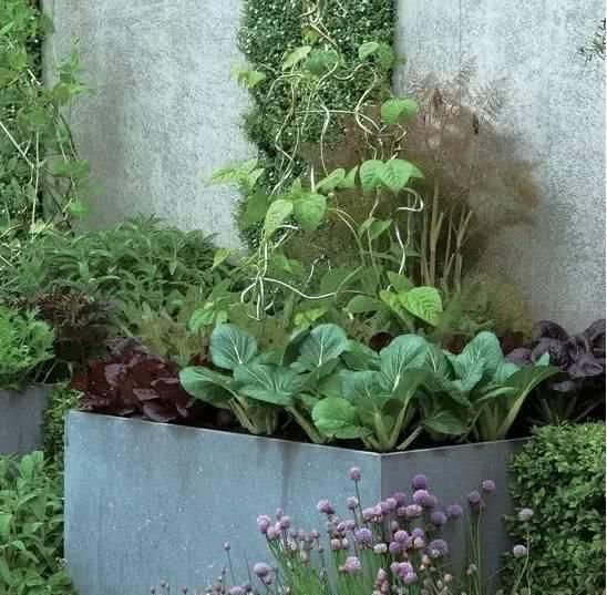  『蔬菜种植』养花种树，也栽菜！