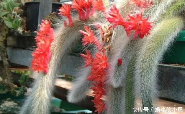 竟然|长得像猴尾巴的仙人掌,养了三年,竟然开出了百朵花!