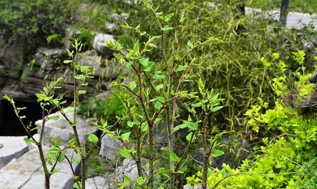  一大：农村一种野草，茎秆是一大美味，但根才是稀罕货，人称“酸桶笋”