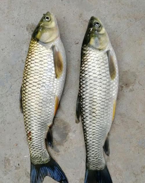  [事实]为啥你钓不到大鱼？不仅是技术问题，还有几个你不愿承认的事实