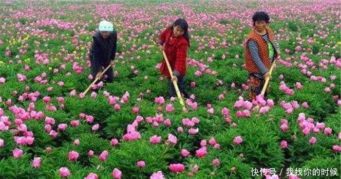  [种植]种植3年才采收，如今却卖不上价，药农：不如当观赏花