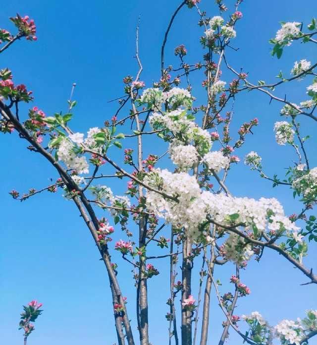  赏花：春暖花开，你赏花了么？