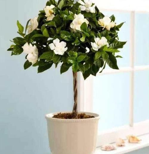  [油绿]栀子花老黄叶？3种“情况”，3种方法解决，油绿可人，花满枝