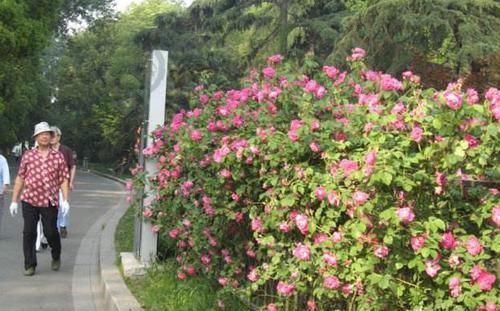  [扦插]喜欢花团锦簇？在家种下一株蔷薇，学会扦插，很快养成'花墙'