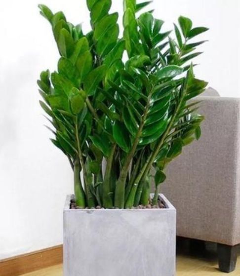  #春天#最适合春天养护的4种花，养上一盆四季欣赏，好养活还不贵