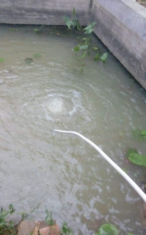  『水泥池』家庭水泥池养鱼，用井水可以吗？需要怎样处理？