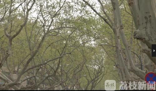  「预报」又到了梧桐絮满天飞的季节 南京今年的“飘絮预报系统”已上线