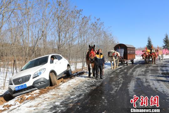 男子驾车赏景不慎滑入沟中 风情牛马车队前来救援场面独特