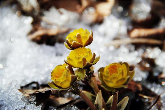  【雪一】世界上有一种花美如精灵，盛开在雪地里，雪一融化它就凋谢