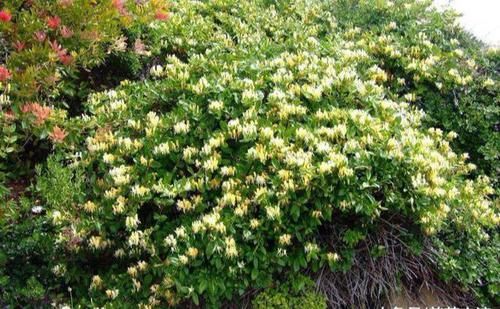  『定要注意』室内养金银花？满足4条件，变成“美盆景”，美到认不出