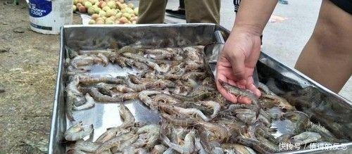  [明虾]农村集市上的稀罕物25块钱一斤 刚出摊就卖了100多斤！