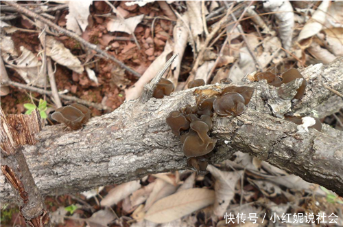 山里的一种“天然宝贝”，以前人们不稀罕，现在一斤60多