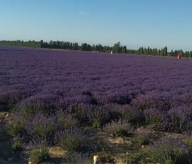  「种植」农民种植的“百草之王”，亩产3000斤，每斤60元，年赚