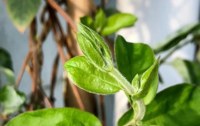 [家里]三月, 家里的植物